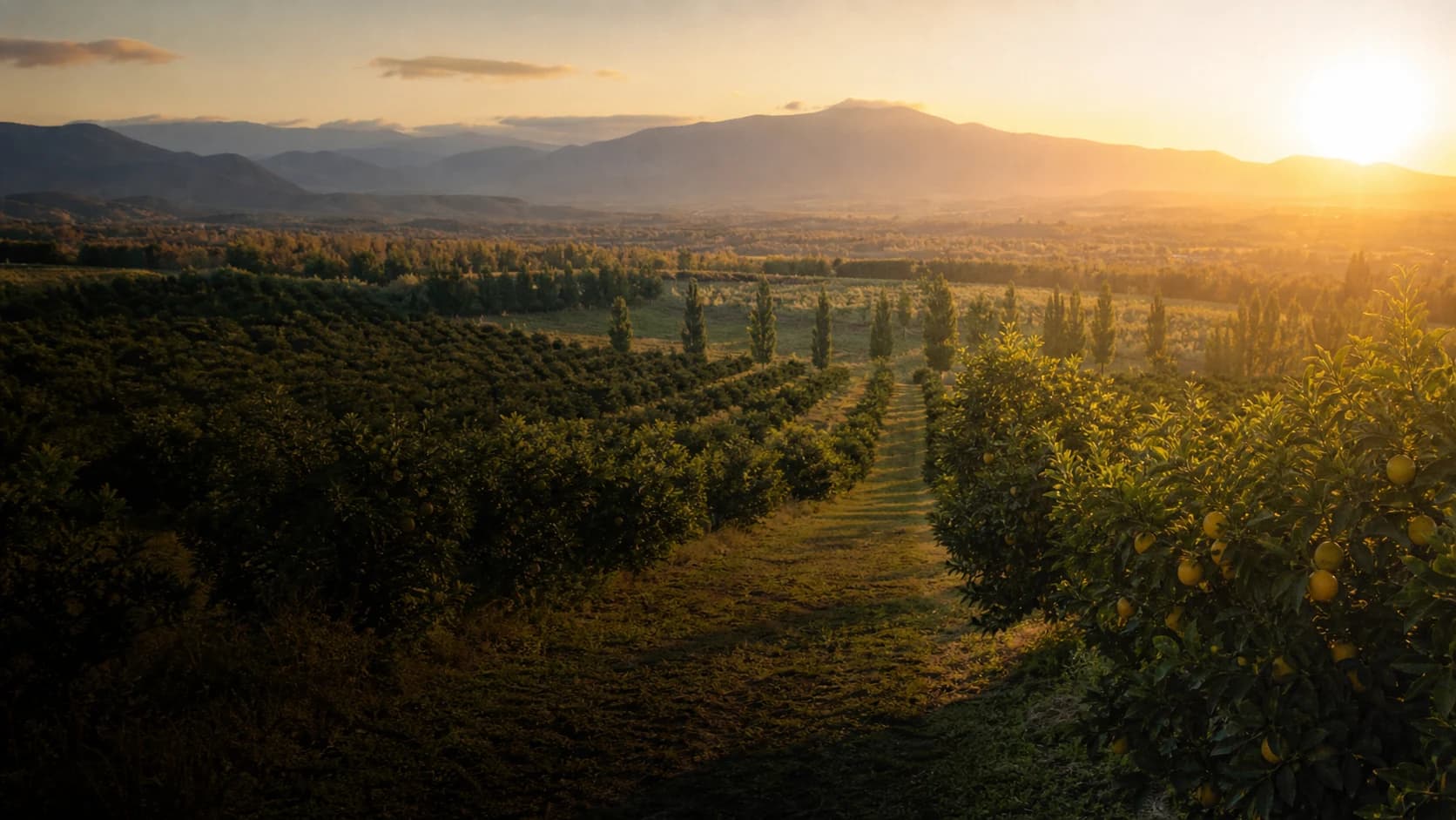 Campo frutal al atardecer